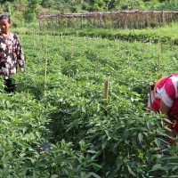 नेकपा एसले प्रधानमन्त्री दाहाललाई विश्वासको मत दिने