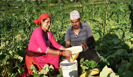 सल्यानको फाँटभरि काँक्रो खेती