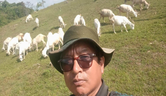 बाख्राको दुधबाट चिज बनाएर आम्दानी गर्दै गुरुङ