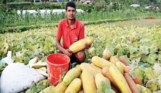 काँक्राको बिउले बदलिएको जीवनशैली