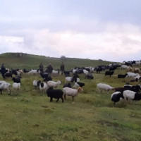 यस्तो छ आजका लागि विदेशी मुद्राको विनिमय दर