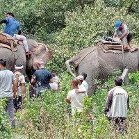 दमौलीमा रोपाइँ