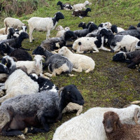 कृत्रिम रूपमा पकाइएको आँप जोखिमयुक्त