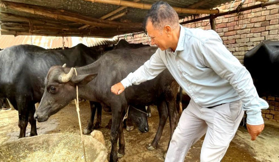 रुपन्देही –३ मा राप्रपाका दिपक बोहोरा विजयी