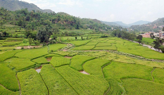 मुलुकका लागि ‘कठिन’ समयमा मतदान गर्न पुटिनको रुसी जनतासँग आग्रह