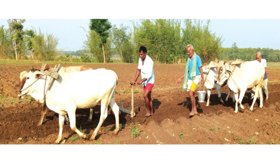 हराउँदै हलगोरु पाल्ने प्रचलन