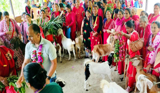 बाख्रा उपहार पाएपछि महिला खुसी