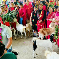 तीजले प्रेम र सद्भाव बढाउँछ