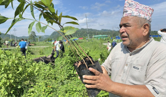 दमकमा एक लाख फलफूलका बिरुवा रोपिँदै