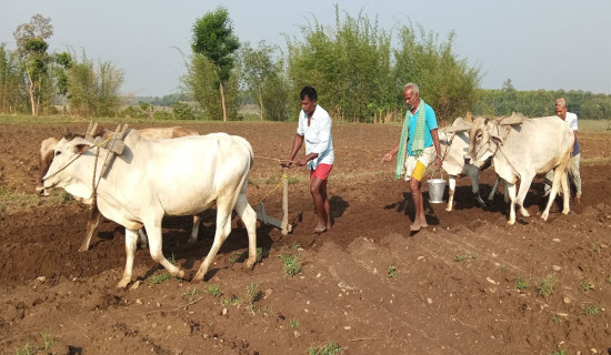 मधेशमा हराउँदै हलगोरु पाल्ने प्रचलन