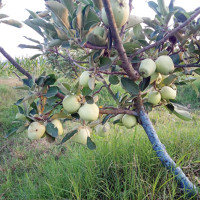 मेहेलेलाई सिदिङ्वा भलिबल उपाधि