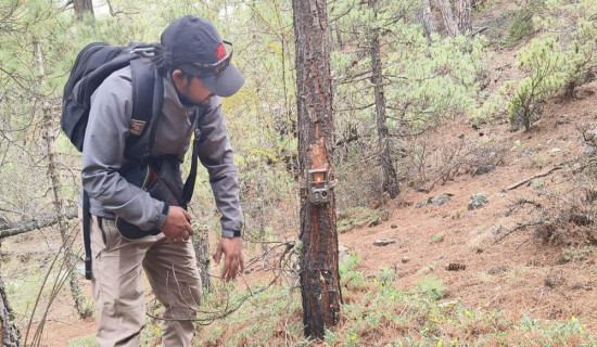 मुस्ताङको तीन पालिकामा हिउँ चितुवा सर्वेक्षण