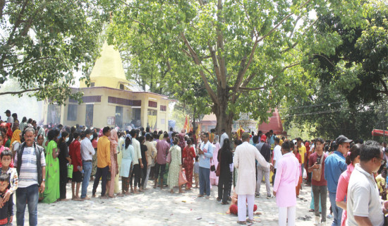 बसन्ते मकै खेतीतर्फ आकर्षित किसान