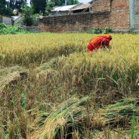 बुद्धको आदर्शले राष्ट्रिय एकता सुदृढ पार्छ : प्रमुख मियाँ