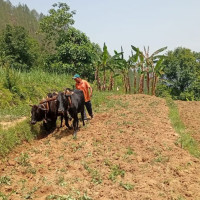 प्रणाली सुधारका लागि तीन तहको समन्वय शिक्षा : मन्त्री भट्टराई