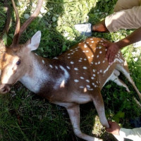 सामुदायिक वनमा आगो लगाउने दुई जना पक्राउ