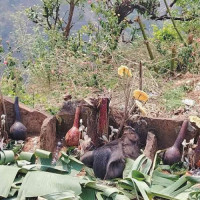 भाटभटेनीको समान बोकेको गाडीमा अवैध विद्युतीय चुरोट