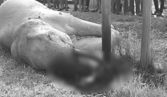झापामा करेन्ट लागेर हात्तीको मृत्यु