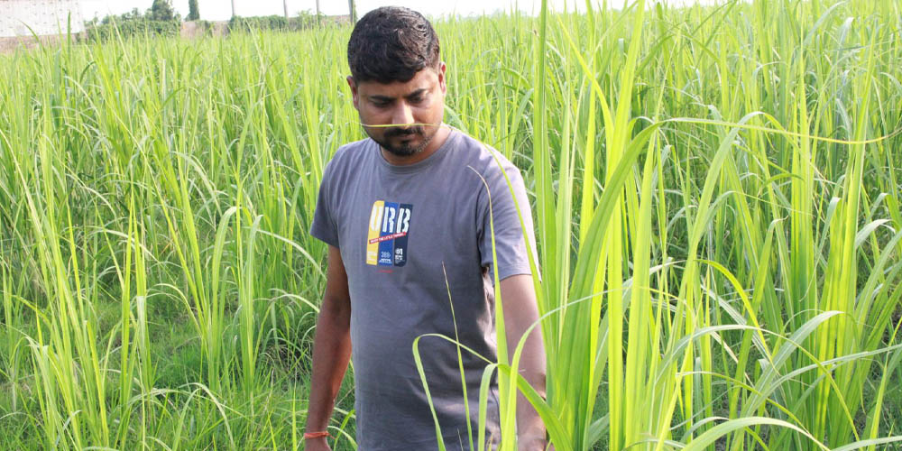 उखु खेतीबाट लाखौँ आम्दानी