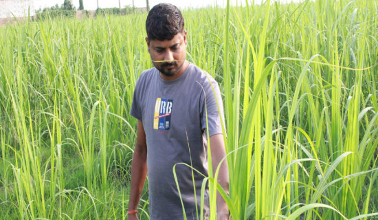 उखु खेतीबाट लाखौँ आम्दानी