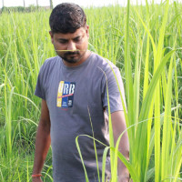 सुन्तला टिप्न व्यस्त किसान (फोटो फिचर)