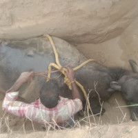 एमालेको उद्देश्य देश विकास : अध्यक्ष ओली