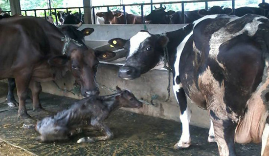 पाडी बाच्छी हुर्काउने किसानलाई १० हजार पुरस्कार