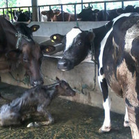 शरणार्थीको परिचयपत्र नवीकरण