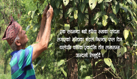 मरिचखेतीले फेरियो बास्तोलाको दैनिकी