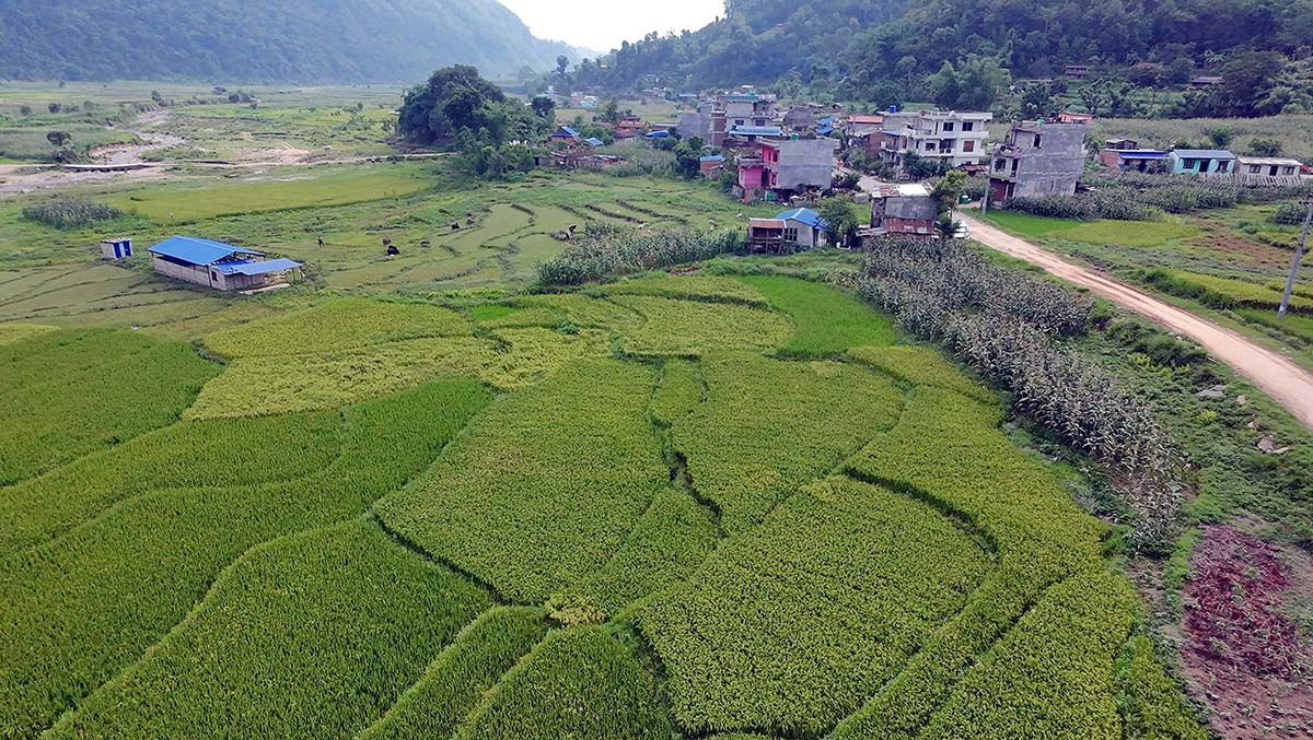 गजौडेको धान फाँट