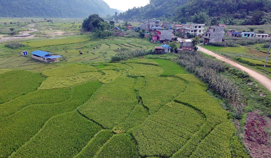 गजौडेको धान फाँट