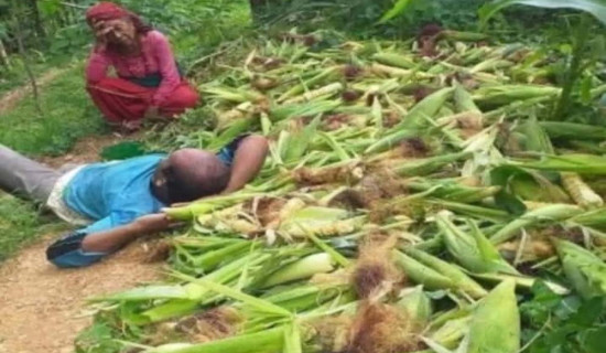 बाँदरले मकै खाएपछि कृषक चिन्तित
