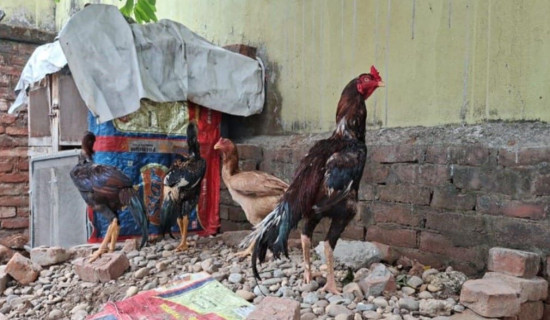 फाइटर भालेबाट नाम र दाम