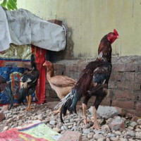 गणतन्त्रको विकल्प उन्नत गणतन्त्र नै हो  : प्रधानमन्त्री प्रचण्ड