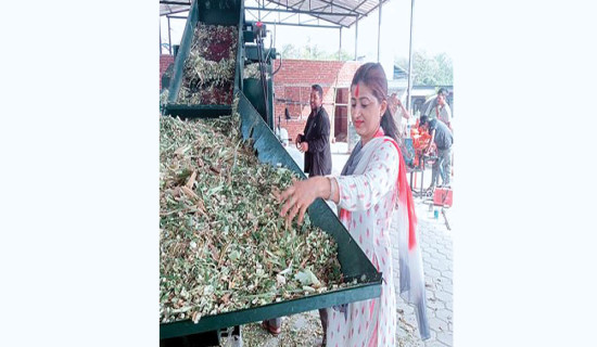घाँस प्रयोग गर्नै जान्दैनन् किसान