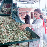 जम्काभेट बाघसँग