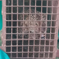 अवकाश प्राप्त हेडसरको पौरख