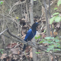 लुम्बिनीले भूकम्प प्रभावितको कोषमा डेढ करोड सहयोग गर्ने