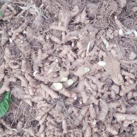 कालिमाटीको ३० हजार किलो गोलभेडा  सडकमा फालियो