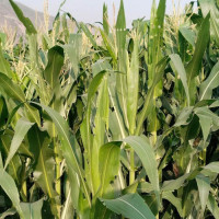 डेङ्गु लाग्न नदिन कसरी सावधानी अपनाउने ?