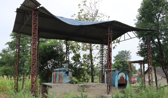 नेपालगन्जका मुख्यसडकमा फुलेका आकर्षक फूल (फोटो फिचर)