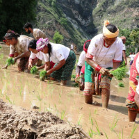स्थानीय तहमा हस्तान्तरण भएनन् विषयगत कार्यालय