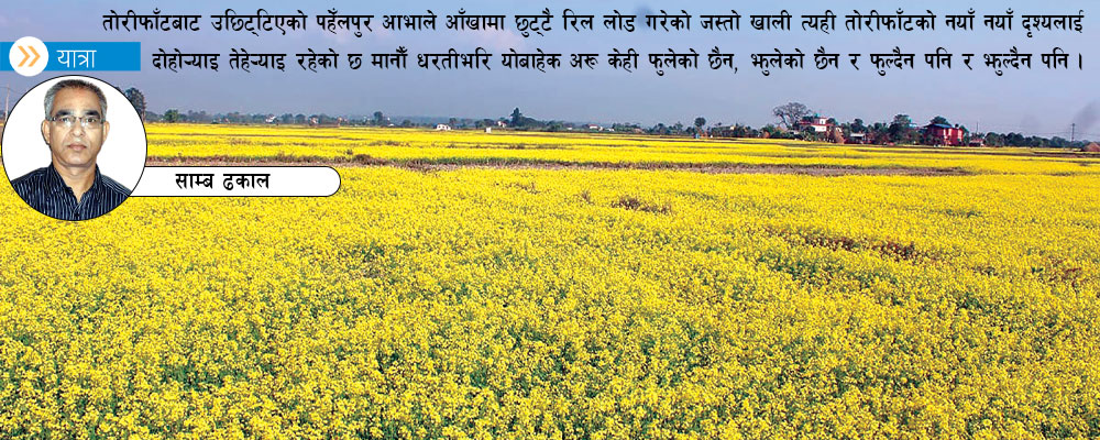 आकाशभरि घाम फाँटभरि तोरीफूल