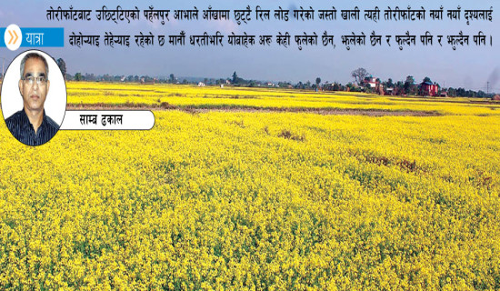 आकाशभरि घाम फाँटभरि तोरीफूल