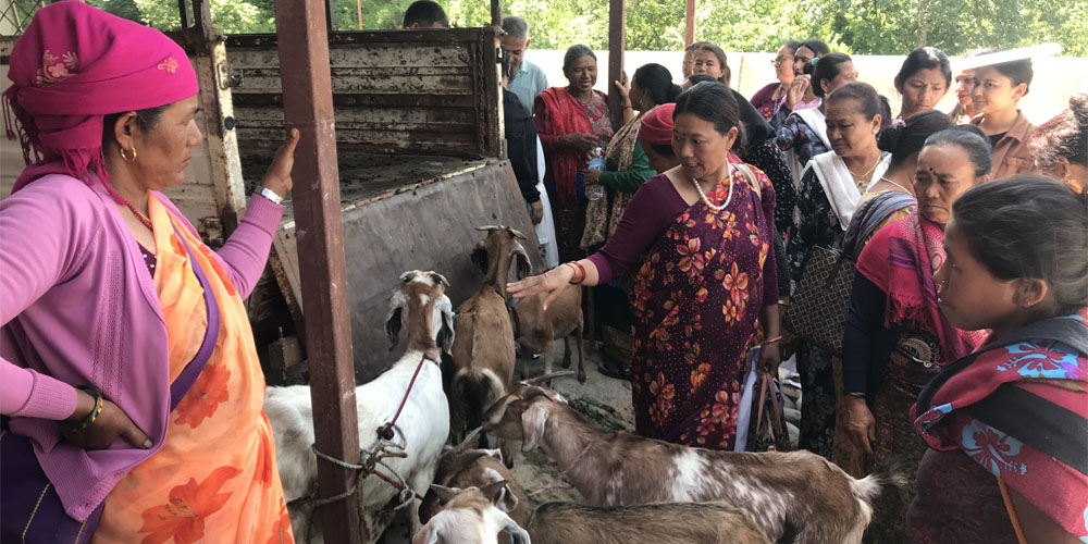 एकल महिलालाई आत्मनिर्भर बनाउन बाख्रा सहयोग