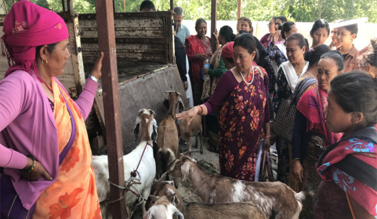 एकल महिलालाई आत्मनिर्भर बनाउन बाख्रा सहयोग