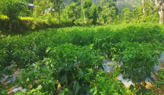 बेनीमा नागनागिनी नृत्य