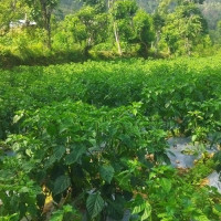 अमेरिकामा देवकोटा जयन्ती सम्पन्न