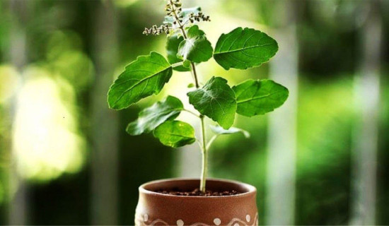 विधिपूर्वक तुलसीको दल राखियो