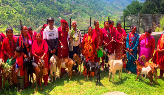 किसानका आयआर्जनमा सघाउन ‘बाख्रा उपहार’